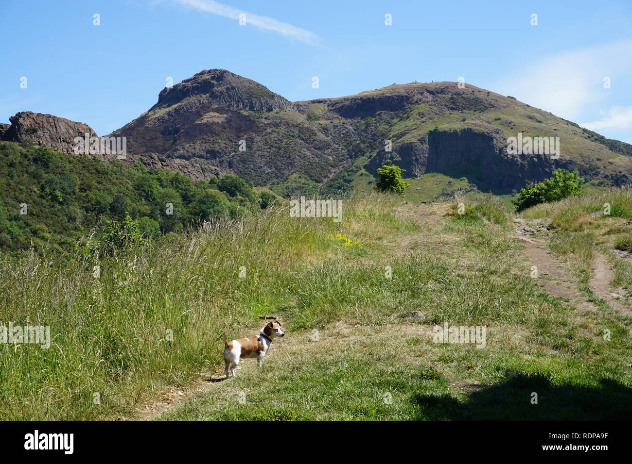Hiking with dog, Edinburgh, Scotland Stock Photo