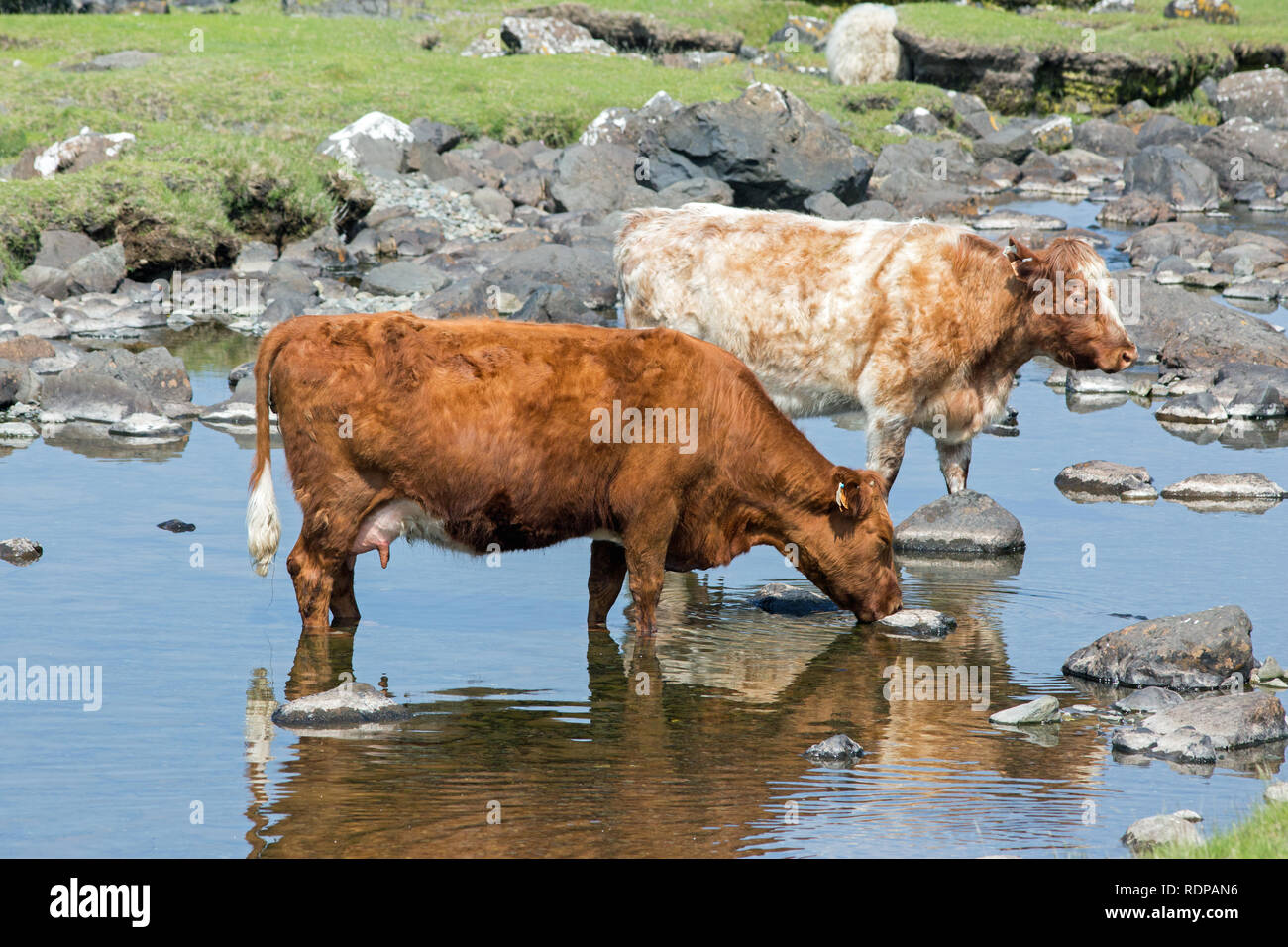 Shorthorn Cattle (Bos taurus), seeking cool water, in the heat of an exceptionally warm summer mid-day. June. The Island of Mull. The Inner Hebrides, West Coast of Scotland. UK Stock Photo