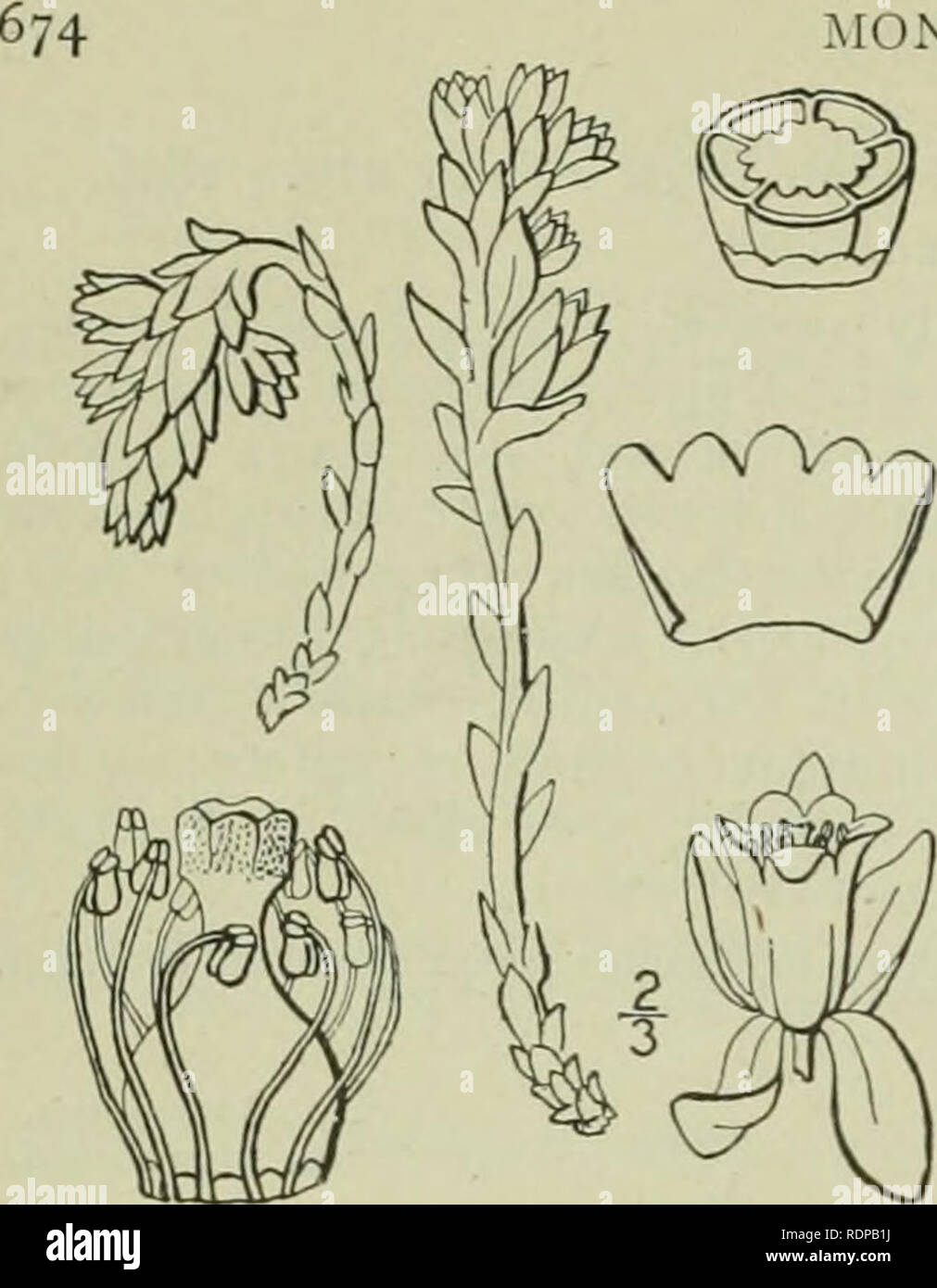 . An illustrated flora of the northern United States, Canada and the British possessions : from Newfoundland to the parallel of the southern boundary of Virginia and from the Atlantic Ocean westward to the 102nd meridian. Botany. MOXOTROPACEAE. Vol. II. I. Monotropsis odorata Ell. Sweet Pine-Sap. Carolina Beech-drops. Fig. 3209. Monotropsis odorata Ell. Bot. S. C. &amp; Ga. i: 47 Sch-. nitzia caroliniana Don. Gen. Syst. 3: Schweimtzia odorata DC. Prodr. 7: 780. 1839. Plant light purplish brown; scapes usually several in a cluster, ^'-4' high. Bracts numerous, ovate-oblong, obtu=e, appressed, 2 Stock Photo
