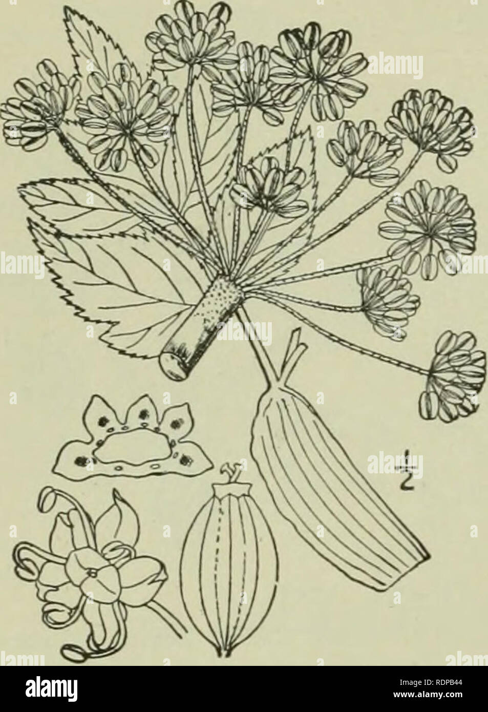 . An illustrated flora of the northern United States, Canada and the British possessions : from Newfoundland to the parallel of the southern boundary of Virginia and from the Atlantic Ocean westward to the 102nd meridian. Botany. 646 AMMIACEAE. Vol. II. I. Coelopleurum actaeifolium (Michx.) Coult. &amp; Rose. Sea-coast Angelica. Fig. 3148. Angelica Archangelica Schrank, Denks. Regens. Bot. Gesel'l. i: Abth. 2. 13. 1818. Not. L. 1753. Archangelica peregrina Nutt.; T. &amp; G. Fl. N. A. i: 622. 1840. Ligusticum aclaeifoliuin Michx. Fl. Bor. Am. i: 166. 1S03. Coelopleurum actaeifolium Coult. &amp Stock Photo