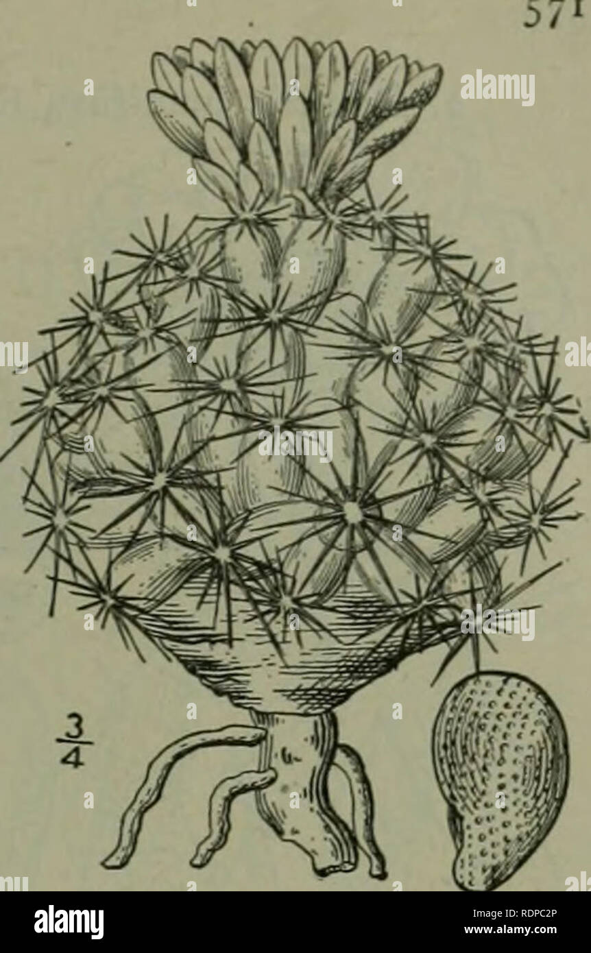 . An illustrated flora of the northern United States, Canada and the British possessions : from Newfoundland to the parallel of the southern boundary of Virginia and from the Atlantic Ocean westward to the 102nd meridian. Botany. Genus 3. CACTUS FAMILY. Coryphantha similis (Engelm.) Britton &amp; Rose (Mamil- laria similis Engelm.) has stems tufted; flowers 1-2' long; seeds about 1&quot; long, and ranges from Kansas and Colorado to Texas. 2. Coryphantha vivipara (Nutt.) Britton &amp; Rose. Purple Cactus. Fig. 2985. Cactus i-iz'ifarus Xutt. Fraser s Cat. 1813. Mamillaria vivipara Haw. Syn. PI.  Stock Photo