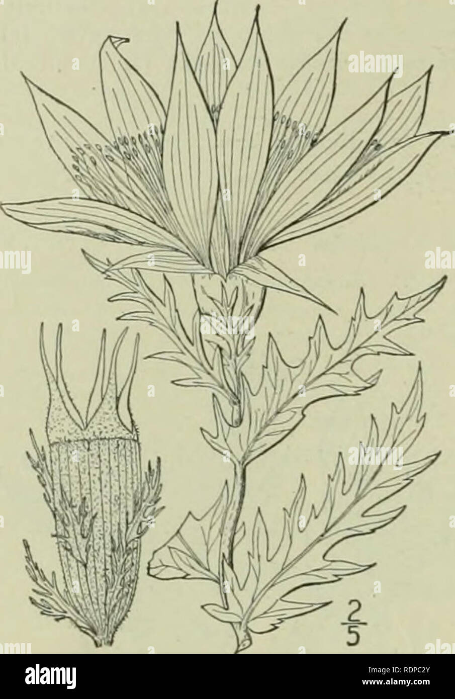 . An illustrated flora of the northern United States, Canada and the British possessions : from Newfoundland to the parallel of the southern boundary of Virginia and from the Atlantic Ocean westward to the 102nd meridian. Botany. 56S LOASACEAE. Vol. II.. 3. Nuttallia decapetala (Pursh) Greene. Prairie-lil3^ Showy Alentzelia. Fig. 2980. Bartonia decapetala Pursh, in Bot. Mag. pi. 1487. 1812. Barlonia ornata Pursh. Fl. Am. Sept. 327. 1814 Mentzelia ornata T. &amp; G. FI. N. A. i: 534. 1840. Mentzelia decapetala Urban &amp; Gilg, in Engl. &amp; Prantl, Nat. Pfl. Fam. 3: Abt. 6a, 111. iScj4. A^. d Stock Photo