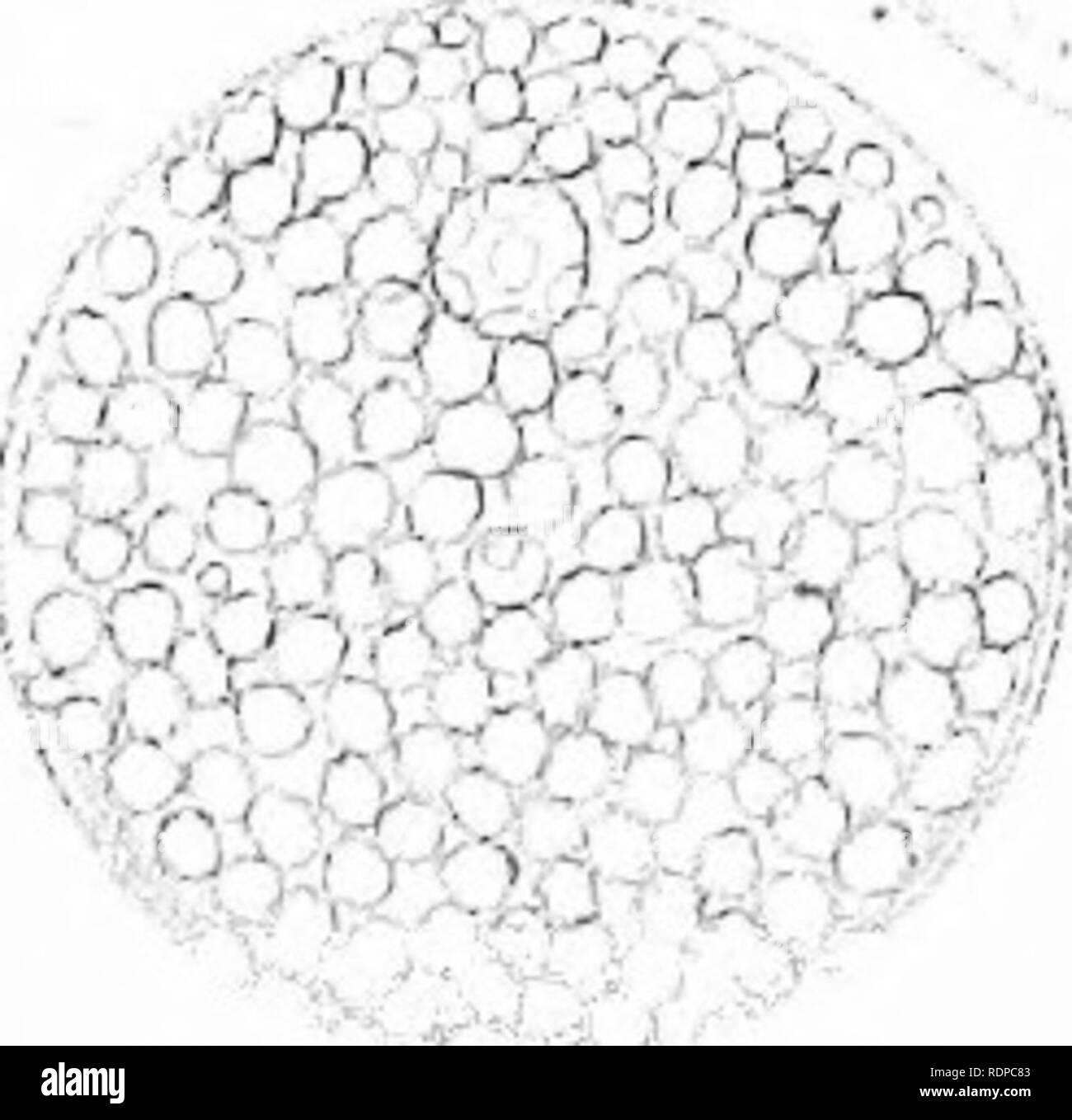 22 12 1931 High Resolution Stock Photography And Images Alamy