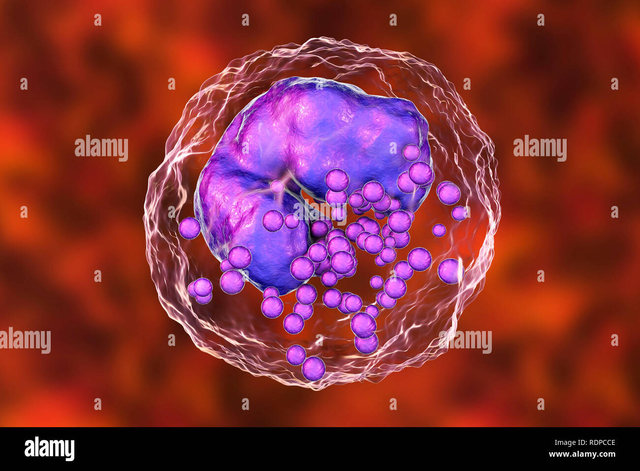 Basophil hi-res stock photography and images - Alamy