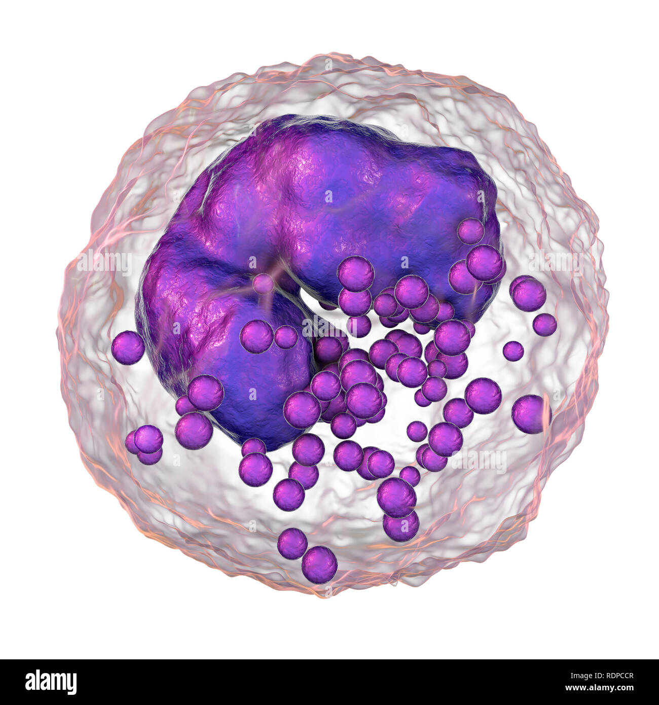 Basophil High Resolution Stock Photography and Images Alamy