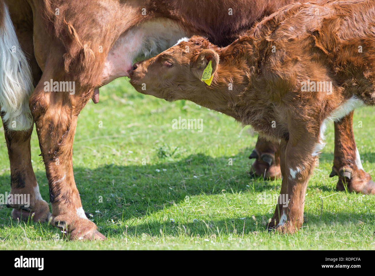 Calf.  Suckling. Natural rearing of a calf. Animals in a suckler herd, outdoors, free range. The Isle of Mull. Scotland. UK Stock Photo