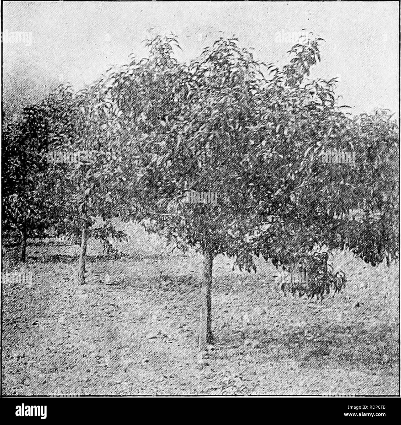 . Successful fruit culture; a practical guide to the cultivation and propagation of fruits. Fruit-culture. THE PEACH 85 cheap land can be utilized, but it must be borne in mind that it will require more plant food to produce a satisfactory growth in turf land than under constant cultivation, and that in time of drouth there is more danger of injury. After trees have become established, however, by close and frequent cutting of the grass there is less danger than to young trees. With skillful man-. Pie. 47—Three=.Year.01d Peach Tree in Foliage agement and good judgment this method can be recom- Stock Photo