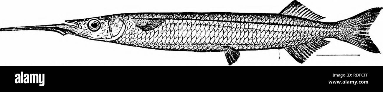 . Fishes. Fishes. Fig. 335.—Saury, Scombresox saurus (L.). Woods Hole. vegetable feeders, but with much smaller teeth, and the lower jaw with a spear-like prolongation to which a bright-red mem- brane is usually attached. Of the halfbeaks there are several genera, all of the species swimming near the surface in schools and sometimes very swiftly. Some of them leap into the air and sail for a short distance like flying-fishes, with which group the halfbeaks are connected by easy gradations. The com-. FiG. 336—Halfbeak, Hyporhamphus unifasciatus (Ranzani). Chesapeake Bay. monest species along ou Stock Photo
