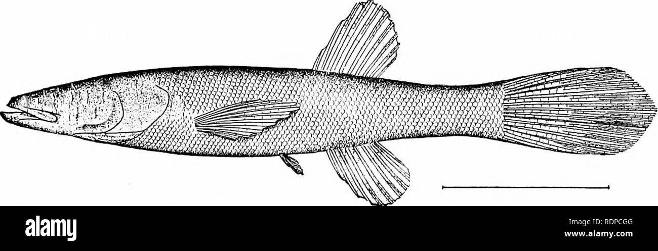 . Fishes. Fishes. The Scyphophori, Haplomi, and Xenomi 421 some other species of Chologaster. Of this species Mr. Garman and Mr. Eigenmann have given detailed accounts from some- what different points of view. Concerning the habits of the bhndfish {Troglichthys roses), Mr. Garman quotes the fohowing from notes of Miss Ruth Hoppin, of Jasper County, Missouri: &quot;For about two weeks I have been watching a fish taken from a well. I gave him considerable water, changed once a day, and kept him in an uninhabitated place subject to as few changes of temperature as possible. He seems perfectly hea Stock Photo