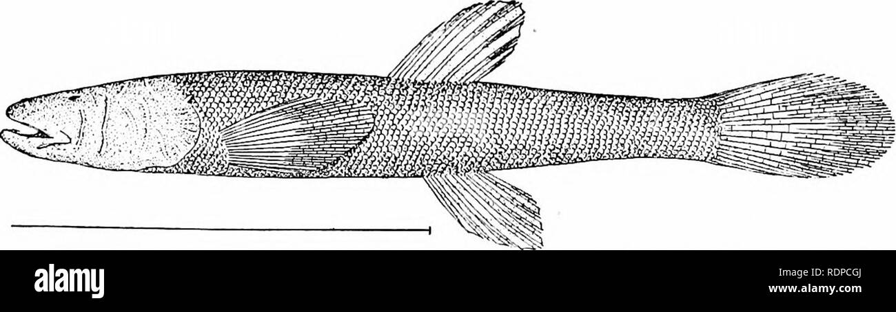 Fishes. Fishes. 420 The Scyphophori, Haplomi, and Xenomi of Virginia,  thence southward through swamps and rice-fields to Okefinokee Swamp in  northern Florida. It is a small fish, less than two inches