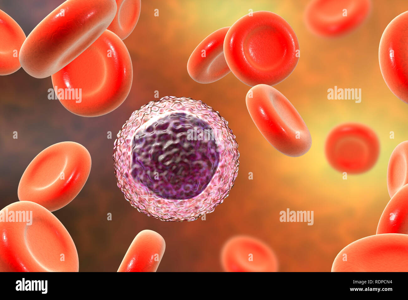Lymphocyte white blood cells in a blood smear, computer illustration