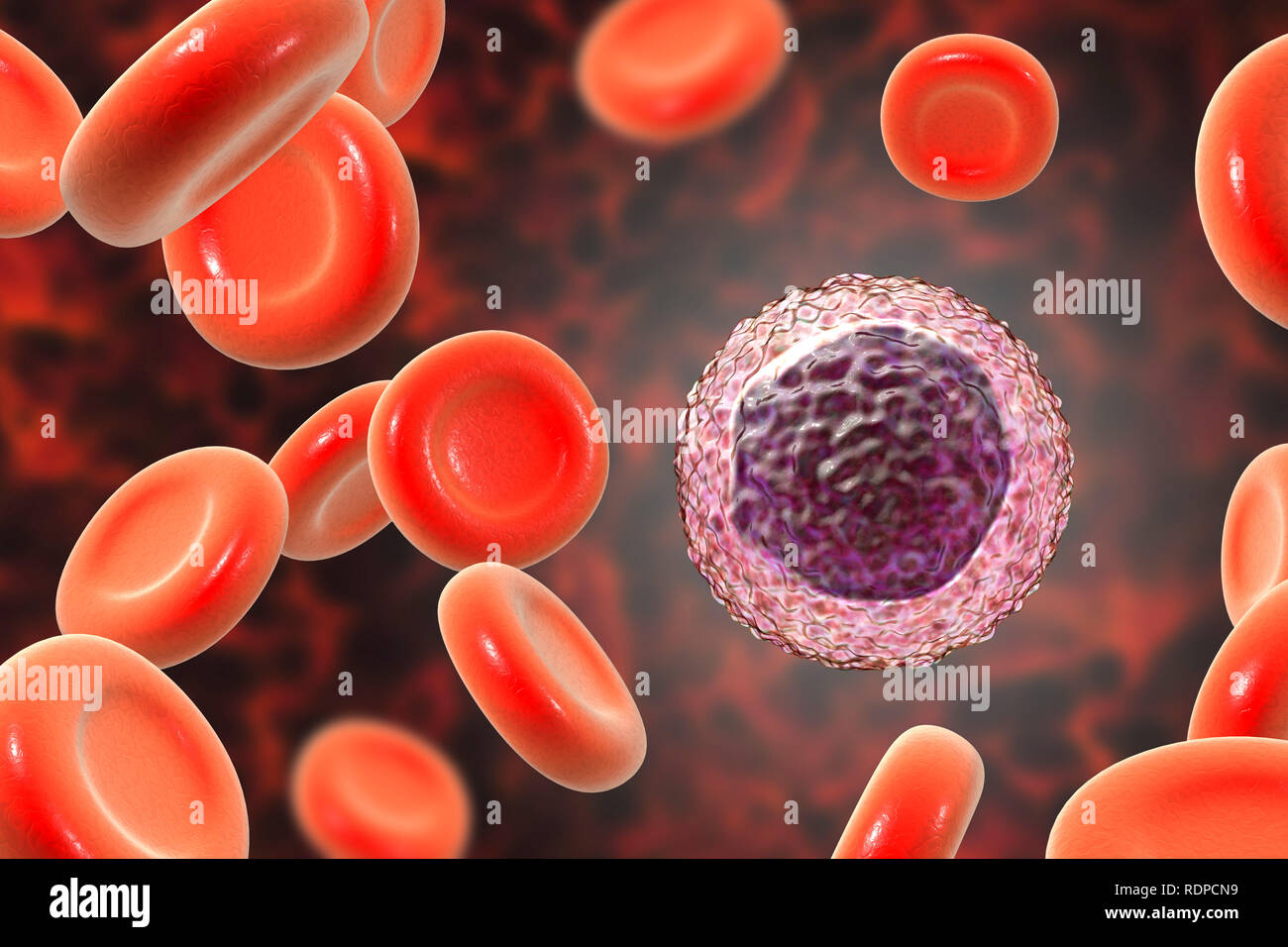 Lymphocyte White Blood Cells In A Blood Smear Computer Illustration