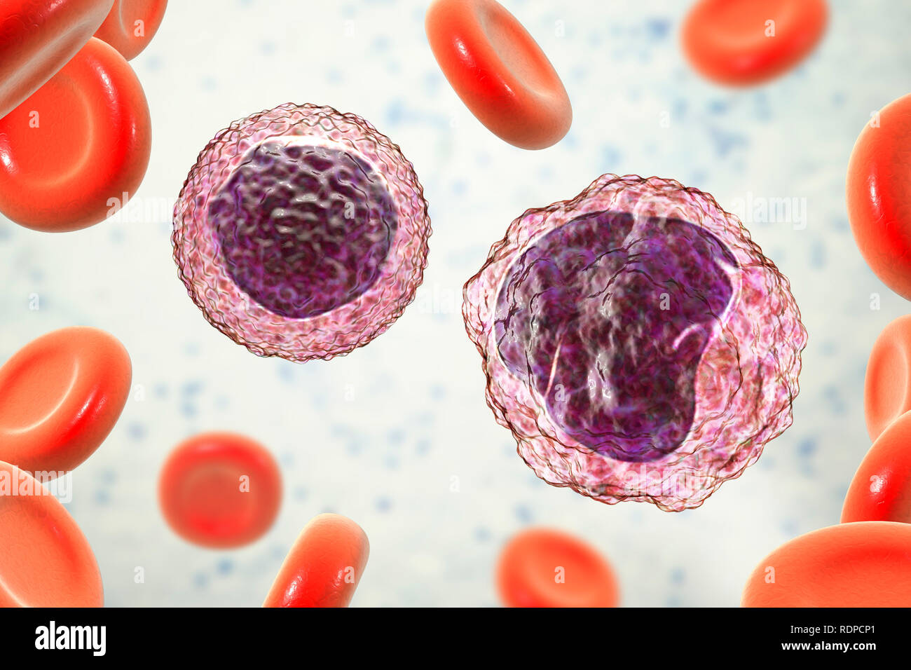 monocyte-right-and-lymphocyte-left-white-blood-cells-in-a-blood
