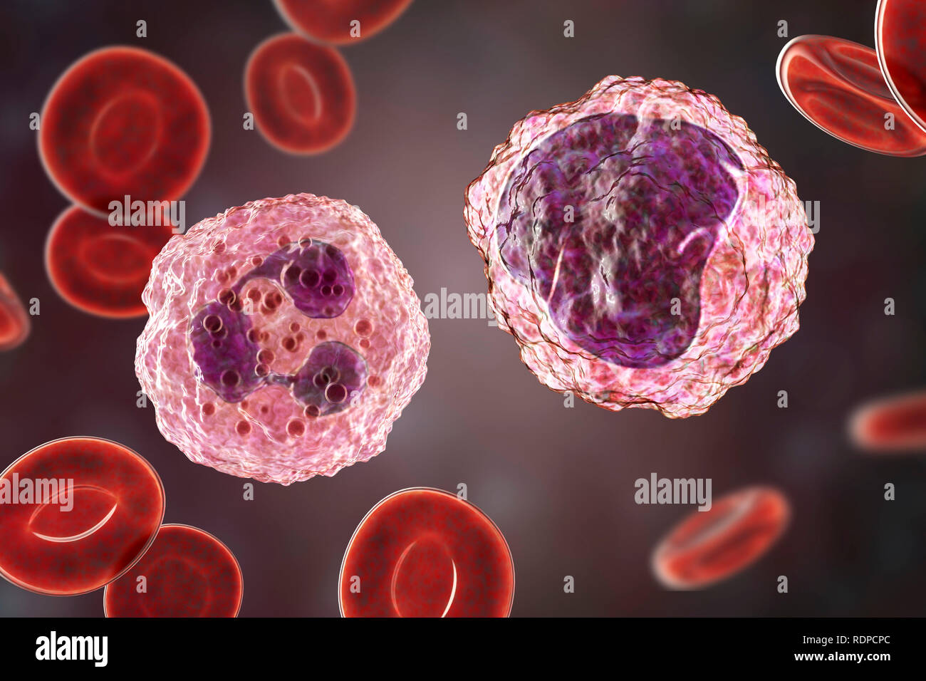 Neutrophil (left) and monocyte (right) white blood cell in blood smear, computer illustration. Neutrophils are the most abundant white blood cell and are part of the body's immune system. Monocytes are the largest white blood cells; they engulf and digest invading bacteria and cell debris. Stock Photo