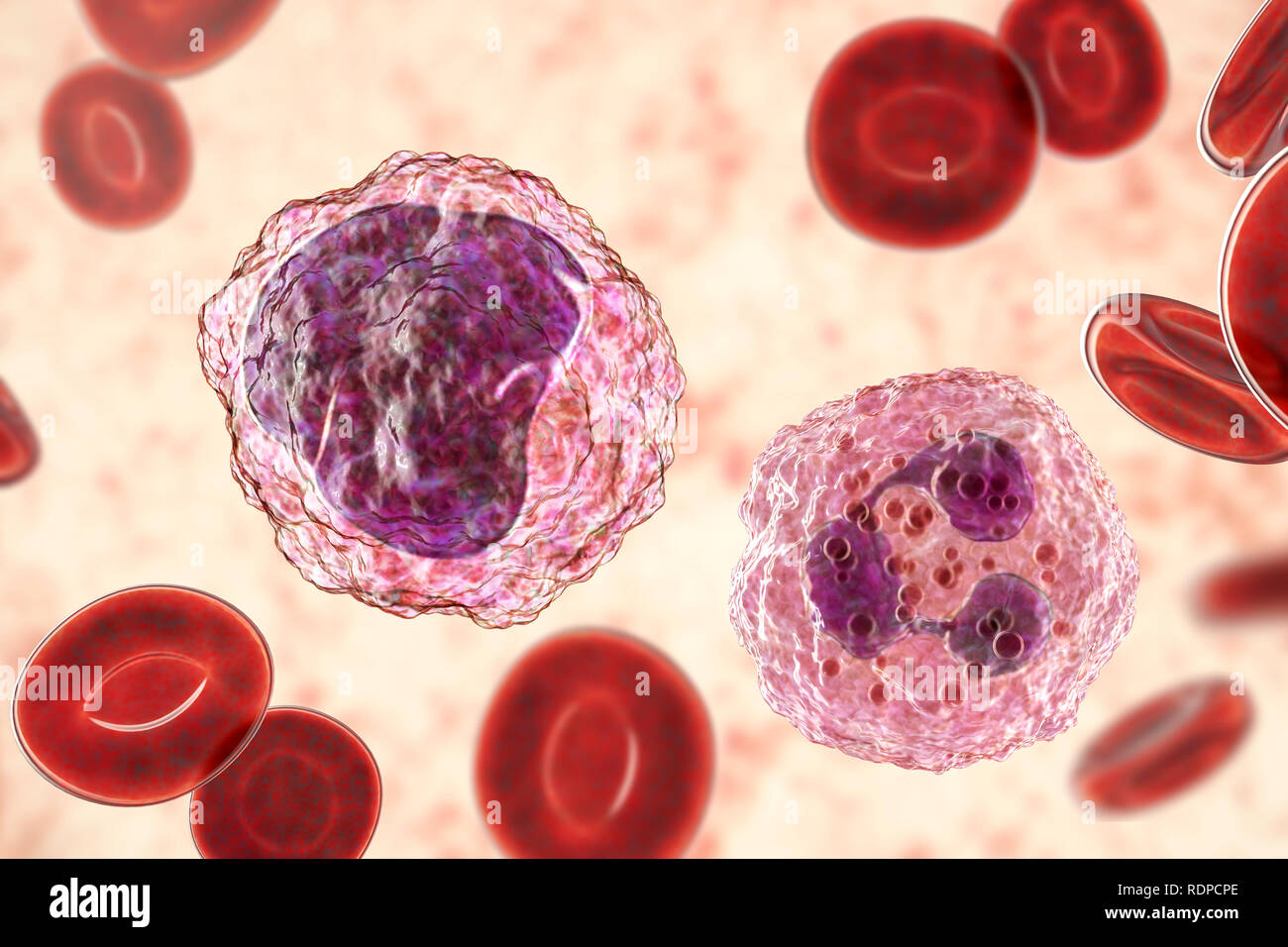 Neutrophil (right) and monocyte (left) white blood cell in blood smear, computer illustration. Neutrophils are the most abundant white blood cell and are part of the body's immune system. Monocytes are the largest white blood cells; they engulf and digest invading bacteria and cell debris. Stock Photo