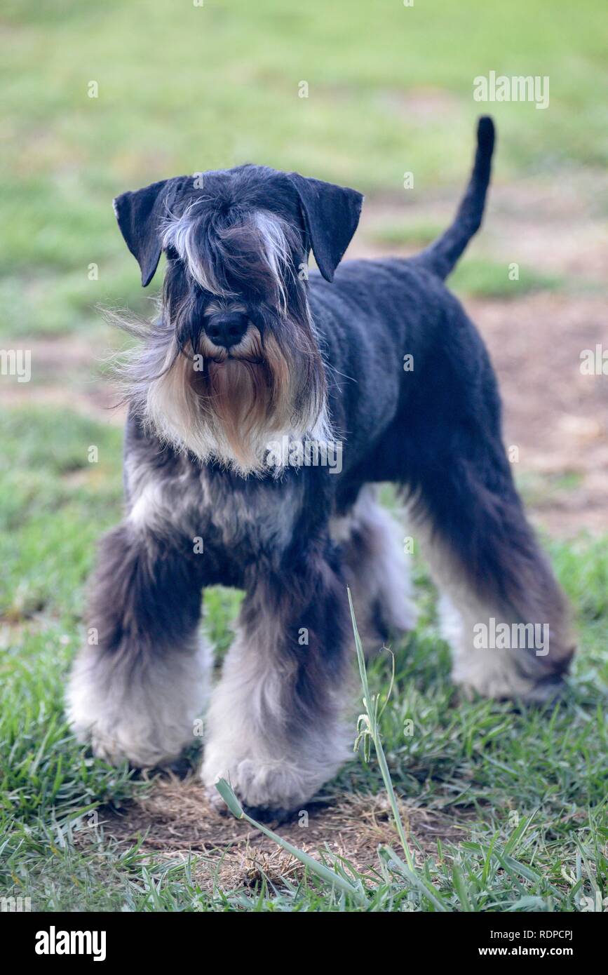 Black and silver Miniature Schnauzer. A breed of ratting dogs, originated in Germany in the mid-to-late 19th century. Standing on lawn. Stock Photo