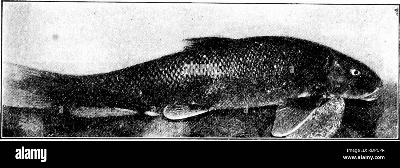 . Fishes. Fishes. Fig. 306 ^Common Sucker, Catostomus coynmersoni (Le Sueur). Ecorse, Mich. in the spring. Most of the other suckers belong to the genera Catostonius and Moxosioma, the latter with the large-toothed Placopharynx being known, from the red color of the fins, as. Fig. 307.—California Sucker, Catofttoimis occidentalis Agassiz. (Photograph by Cloudsley Rutter.) red-horse, the former as sucker. Some of the species are very widely distributed, two of them (Catostotnus commersoni, Eri- niyzon sucetta) being found in almost every stream east of the Rocky Mountains dind Catostonms catorf Stock Photo