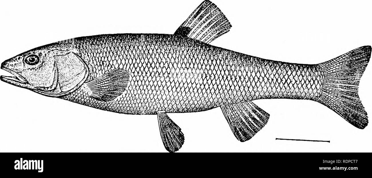 . Fishes. Fishes. Series Ostariophysi 387 gaster. Other European forms are the roach {Rutilus rutilus), the chub {Leuciscus cephalus), the dace {Leuciscus leuciscus),. Fig. 298.—Homed Dace, Semotilus atrnmaculatus (Mitchill). Aux Plaines River, Ills. Family Cyprinidw. the ide (Idus idus), the red-eye {Scardinius erythropthalmus), and the tench (Tinea tinea). The tench is the largest of the European species, and its virtues with those of its more or less. Please note that these images are extracted from scanned page images that may have been digitally enhanced for readability - coloration and a Stock Photo