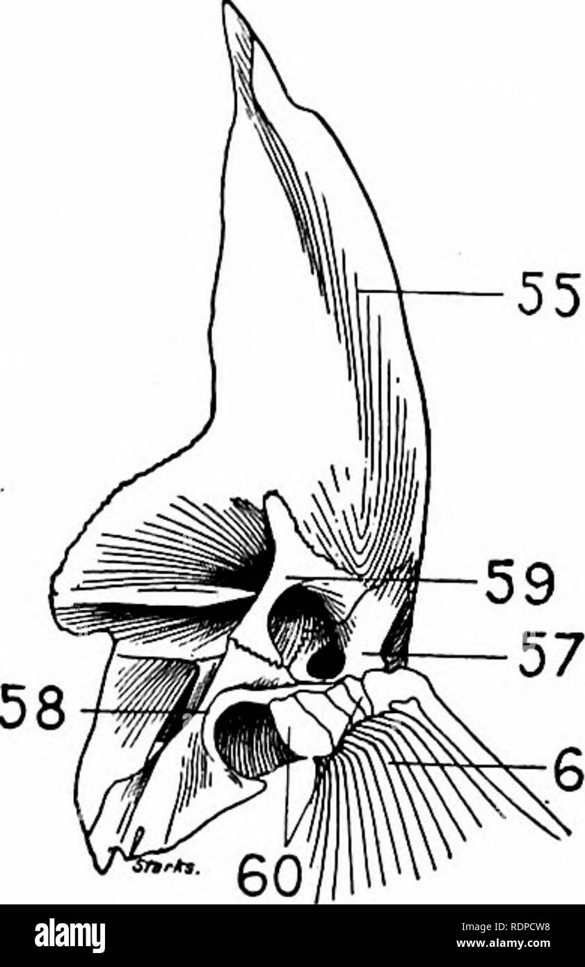 Ostariophysi Examples . Fishes. Fishes. Series Ostariophysi 379 bone, and, as observed by ...
