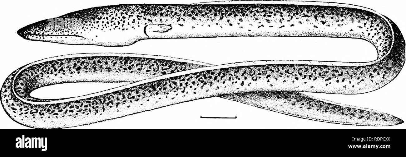 . Fishes. Fishes. 370 The Apodes or Eel-like Fishes chelys melanotconia. The commonest species on the Atlantic coast is the plainly colored Ophichthus gomesi.. Fig 276 —Xyrias revulsuf Jordan «fe Snyder Family Ophichthyidm Misaki, Japan In the genus Sphagcbranchiis, very slender eels of the reefs, the fins are almost wanting. ^ ^'9 M- ^ ^' «» • JS»-'?-^*! lSL^'w?t^^ «». Fig. 277,—Myrichthys pantostigmius Jordan &amp; McGregor. Clarion Island. Allied to the Congers is the small family of duck-billed eels (Nettastotnidce) inhabiting moderate depths of the sea. AU't- tastoma holcense occurs in th Stock Photo