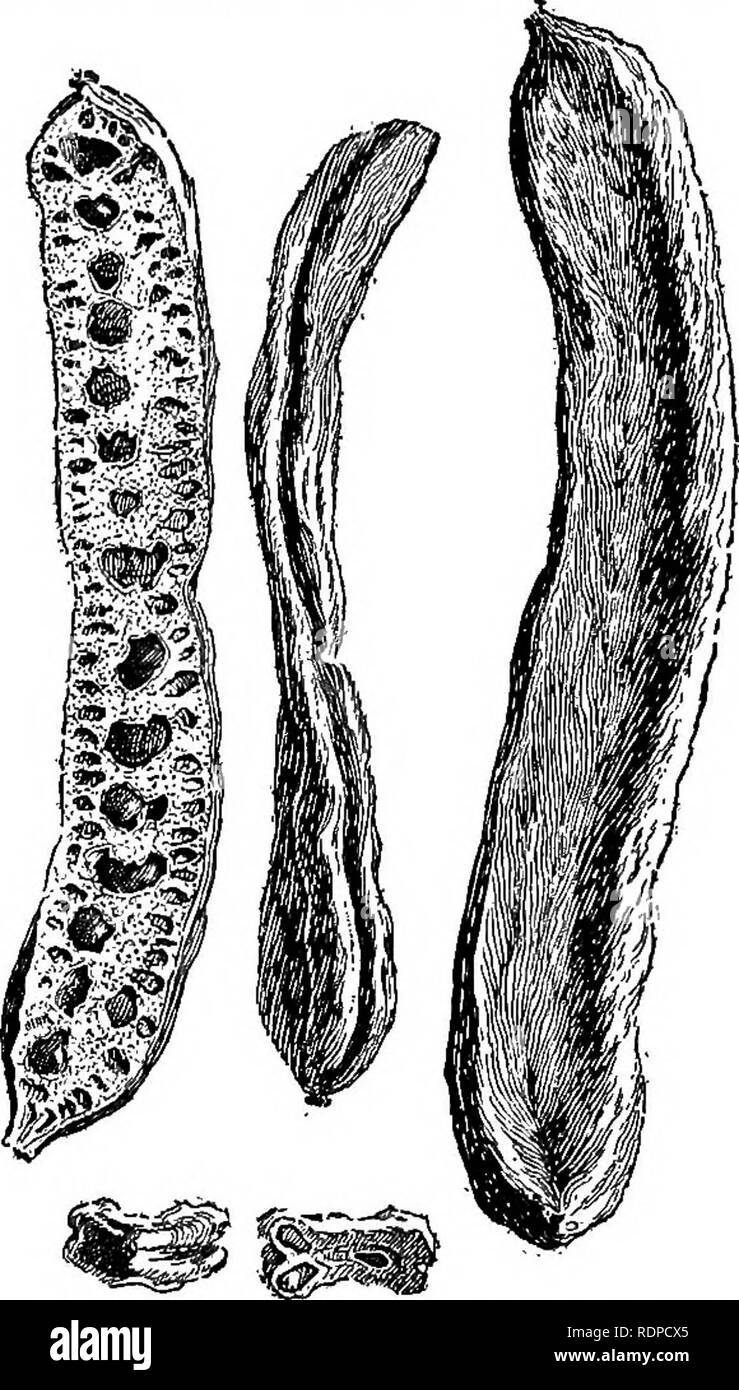 Cassava crop Black and White Stock Photos & Images Alamy