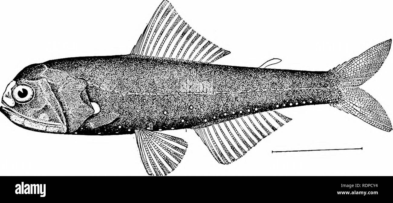 . Fishes. Fishes. Fig. 360,—Cetomimus gillii Goode &amp; Bean. Gulf Stream. taken at great depths in the Atlantic. The relationship of these fishes is wholly uncertain. The Cetominiidaz are near allies of the Rondeletiidce, having the mouth excessively large, with the peculiar form seen in the right whales, which these little fishes curiously resemble. Myctophidae.— The large family of Myctophidcc, or lantern- fishes, is made up of small fishes allied to the Aulopidcz, but. Fig. 261.-Headlight Fish, Diaphus hicidus Goode and Bean. Gulf Stream. with the body covered with luminous dots, highly s Stock Photo