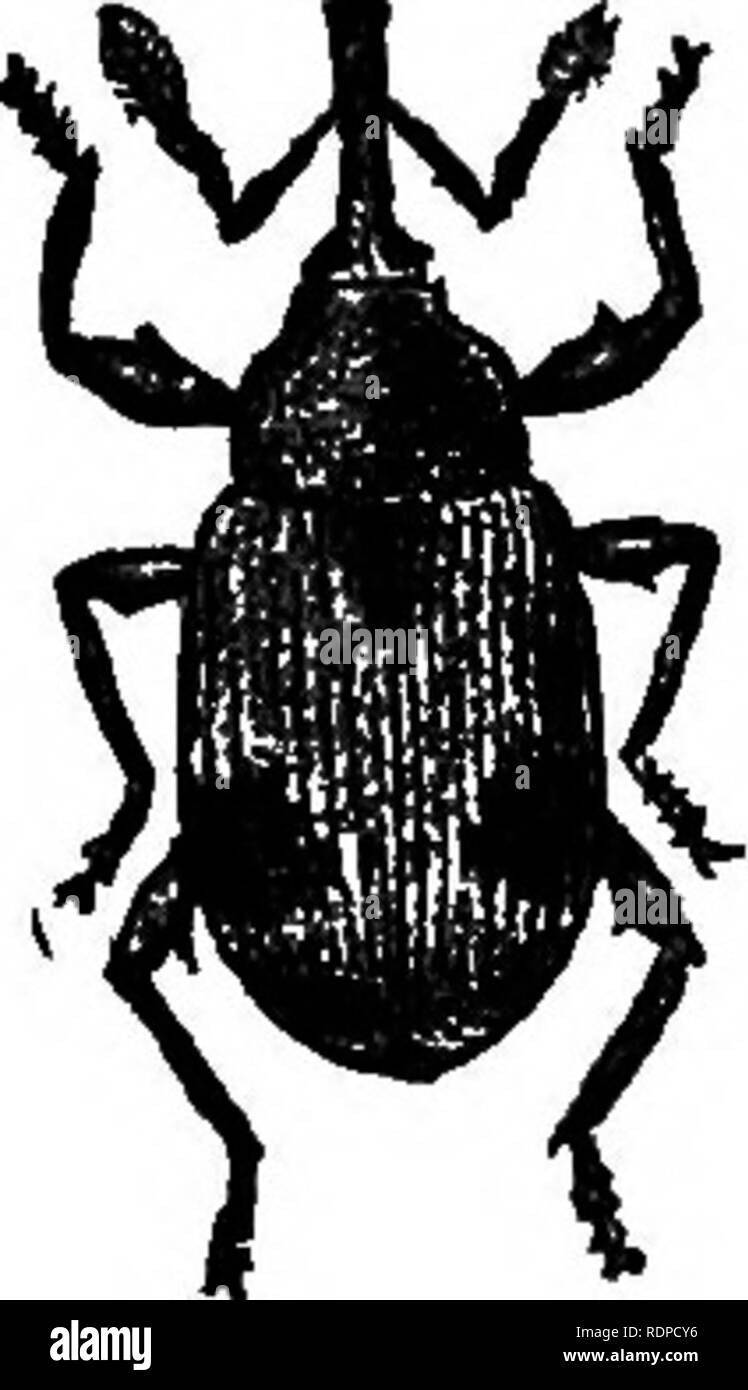 Frost damage fruit blossom Black and White Stock Photos & Images Alamy