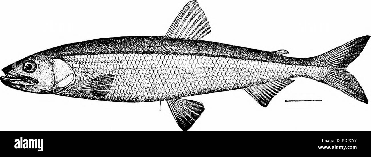 . Fishes. Fishes. 346 The Grayling and the Smelt The best-known genus, Osmerus, includes the smelt, or spirling feperlan), of Europe, and its relatives, all excellent food- fishes, although quickly spoiling in warm weather. Osmerus eperlanus is the European species; Osmerus mordax of our eastern coast is very much like it, as is also the rainbow-smelt, Osmerus dentex of Japan and Alaska. A larger smelt, Osmerus alba- trossis, occurs on the coast of Alaska, and a small and feeble one, Osmerus thaleichtliys, mixed with other small or delicate fishes, is the whitebait of the San Francisco restaur Stock Photo