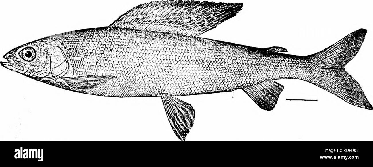 . Fishes. Fishes. The Grayling and the Smelt 345 the northern form (signifcr); but the constancy of these charac- ters in specimens from intermediate locahties is yet to be proved. Another very similar form, called Thymallns montaniis, occurs in the Gallatin, ]Iadison, and other rivers of Western Montana tributary to the Missouri. It is locally still abundant and one of the finest of game-fishes. It is probable that the grayling once had a wider range to the southward than now, and that so far as the waters of the United States are concerned it is tending toward extinction. This tendency is,  Stock Photo
