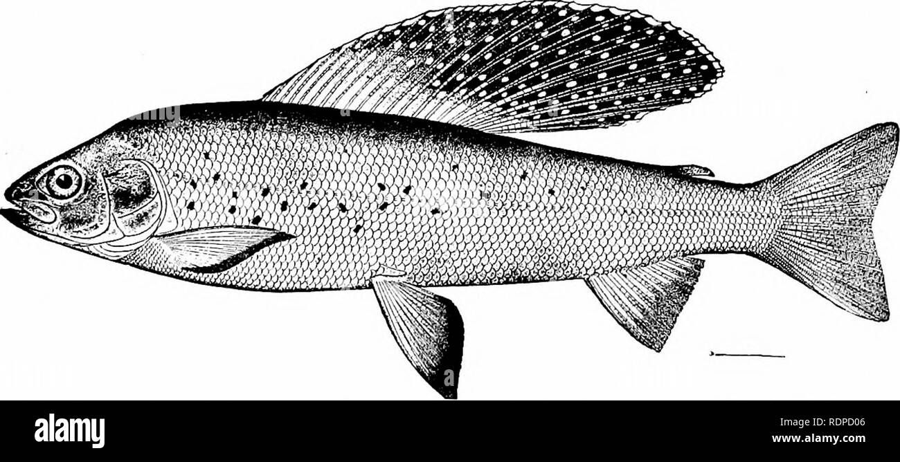 . Fishes. Fishes. CHAPTER XXI THE GRAYLING AND THE SMELT (HE Grayling, or Thymallidae. — The small family of Thymallida;, or grayling, is composed of finely organized fishes allied to the trout, but differing in having the frontal bones meeting on the middle line of the skull, thus excluding the frontals from contact with the supraoccipital. The anterior half of the very high dorsal is made up of un- branched simple rays. There is but one genus, Thyinallus, comprising very noble game-fishes characteristic of sub-arctic streams. The grayling, Thyniallus, of Europe, is termed by Saint Ambrose &q Stock Photo