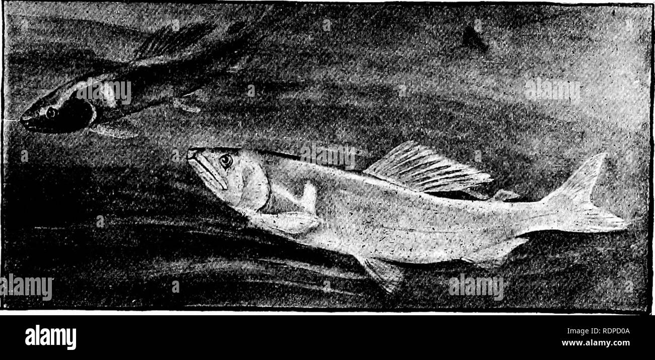 . Fishes. Fishes. SalmonidcB 339 clear streams of Japan and Formosa. It runs up from the sea like a salmon. It reaches the length of about a foot. The. Fig. 248 -Ayu, or Japanese Samlet, Plecoglossus altivelis Schlegel. Tamagawa, Tokyo, Japan. flesh is very fine and delicate, scarcely surpassed by that of any other fish whatsoever. It should be introduced into clear short streams throughout the temperate zones. In the river at Gifu in Japan and in some other streams the ayu is fished for on a large scale by means of tamed cor- morants. This is usually done from boats in the night by the light  Stock Photo