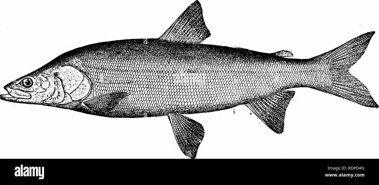 Fishes. Fishes. Salmonidae 291 prognathus). Argyrosomus lucidus is abundant  in Great Bear Lake. In Alaska and Siberia are still other species of the  cisco type {Argyrosomus laurettcB, A. pusillus, A. alascanus);