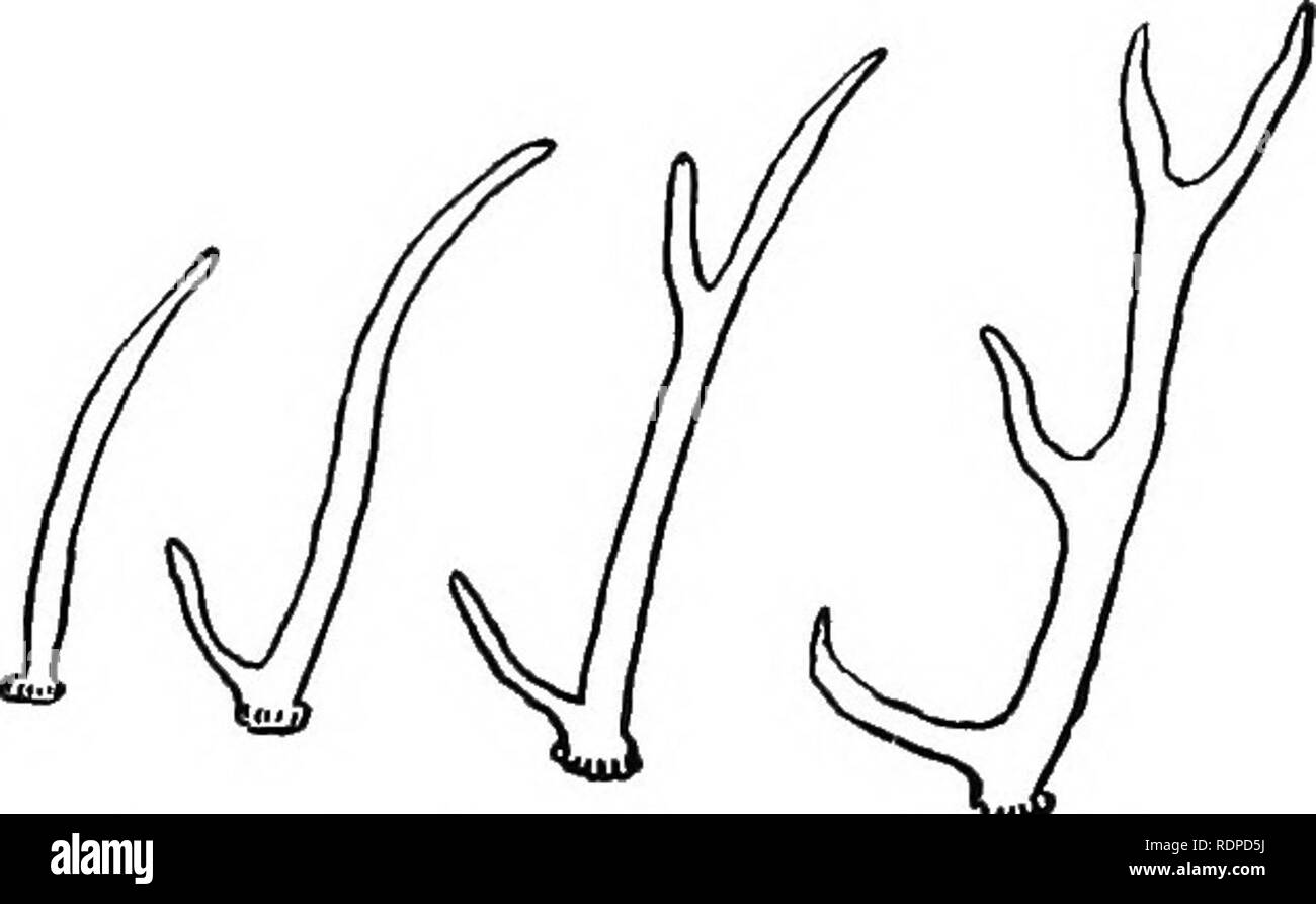 Giraffes anatomy hi-res stock photography and images - Alamy