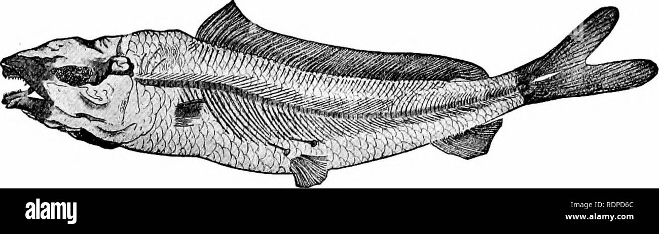 . Fishes. Fishes. Isospondyli 73 of the milkfish. The commonest species is Hiodon tergisus. No fossil HiodontidcB are known. The Pterothrissidae.—The Pterothrissidcs are sea-fishes like Albula, but more slender and with a long dorsal fin. They live. Fig. 206.—Istieus grandis Agassiz. Family Pterothrissidm. (After Zittel.) in deep or cold waters along the coasts of Japan, where they are known as gisu. The single species is Pterothrissus gissu. The fossil genus Istieus, from the Upper Cretaceous, probably be- longs near the Pterothrissidaz. Istieus grandis is the best-known. Please note that the Stock Photo