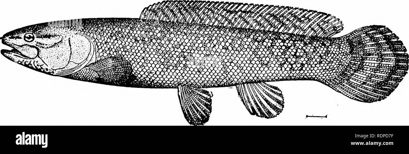. Fishes. Fishes. 262 The Ganoids The Bowfins: Amiidae.—The Amiida: have the vertebras more complete. The dorsal fin is many-rayed and is without distinct fulcra. The diamond-shaped enameled scales disappear, giving place to cycloid scales, which gradually become thin and mem- branous in structure. A median gular plate is developed be- tween the branchiostegals. The tail is moderately heterocercal, and the head covered with a bony coat of mail. The family of Amiida contains a single recent species, Amia calva, the only living member of the order Halecomorphi. The bowfin, or grindle, is a remar Stock Photo