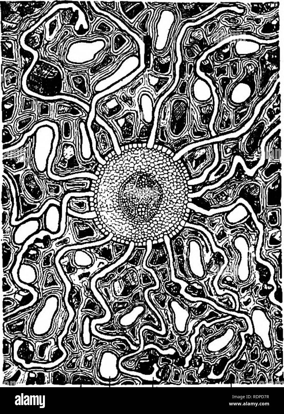 Plant root cross section Black and White Stock Photos & Images - Alamy