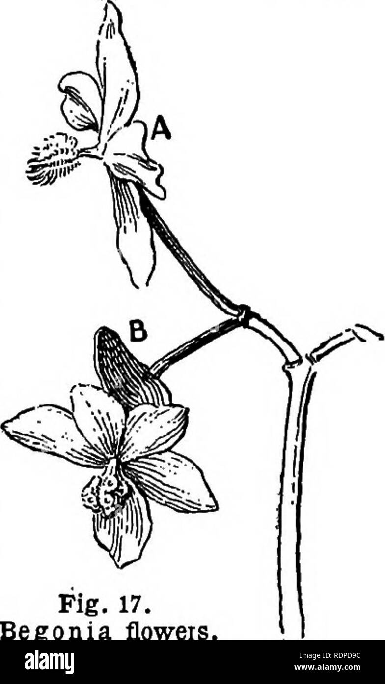 . Cyclopedia of farm crops, a popular survey of crops and crop-making methods in the United States and Canada;. Farm produce; Agriculture. 1 Fig. 17. Begonia floweis, showing tbe sexes separate. Stamlnate or male flower above; pistillate or female beneath. The seed-pod or ovary is shown at B; at A there is none. end to end or closely interlapping, are usually associated in more or less deiinite strands or bundles (Fig. 21). It is these strands, or parts of them, that produce the commercial fibers. The bundle, running lengthwise the stem, is composed of two parts or regions : the xylem or wood  Stock Photo