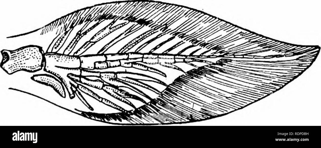 . Fishes. Fishes. Fig. 172.—Teeth of Ceratodus runcinatus Plie- ninger. Carboniferous. (After Zittel.) .l.:&lt;i*.^,.«i„ &lt; O by Krefft, who recognized its rela- tionship to Ceratodus and gave it the name of Ceratodus forsteri. Later, generic differences were noticed, and it was separated as a distinct group by Castelnau in 1876, under the name of Neoceratodus (later called Epicera- todus by Teller). Neoceratodus forsteri and a second species,Neoceratodus mio- lepis, have been since very fully dis- cussed by Dr. Giinther and Dr. Krefft. ..*^fgs;**v-. Fig. 174 —Archipterygium of Neoceratodus  Stock Photo
