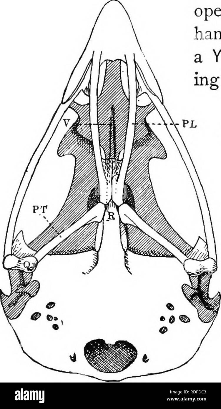 . Text book of vertebrate zoology. Vertebrates; Anatomy, Comparative