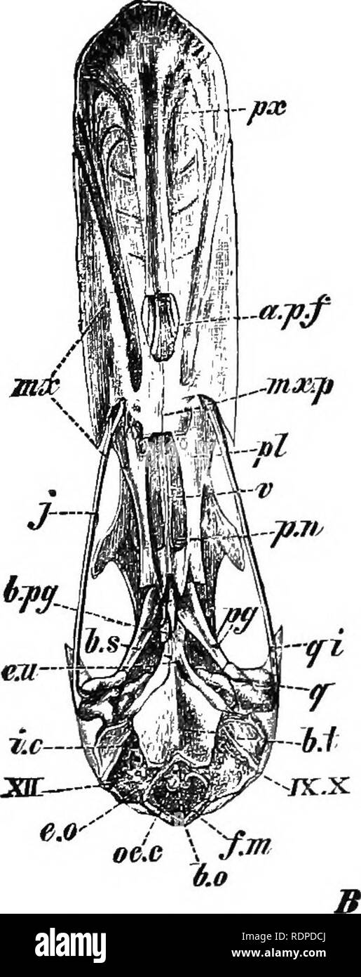 . Text book of vertebrate zoology. Vertebrates; Anatomy, Comparative ...