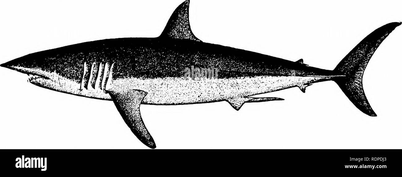 Mackerel shark Black and White Stock Photos & Images Alamy