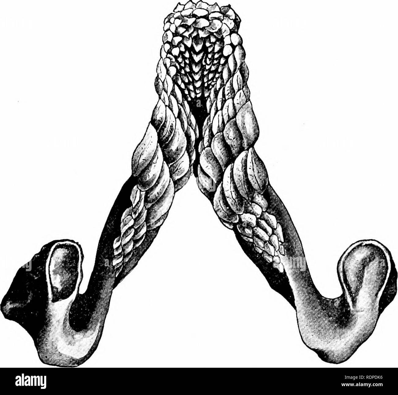 Shark jaw australia Black and White Stock Photos & Images - Alamy