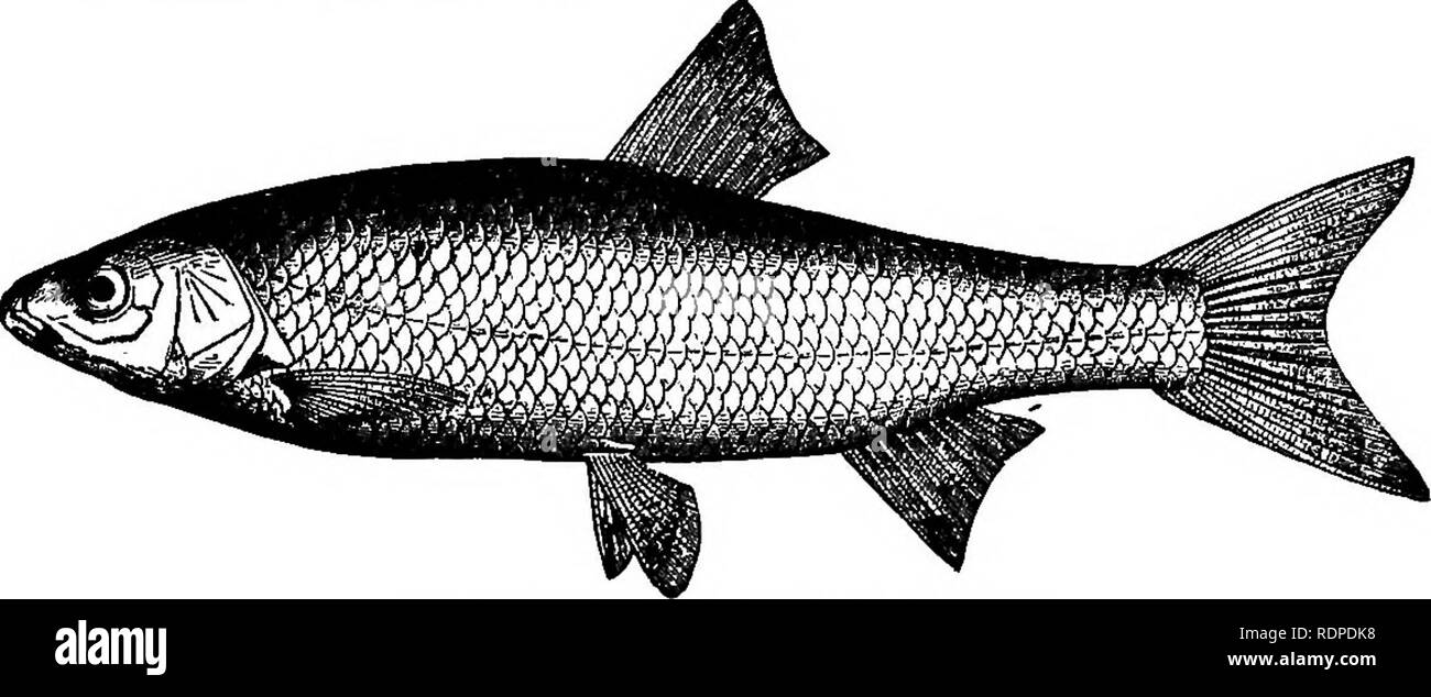American fishes; a popular treatise upon the game and food fishes