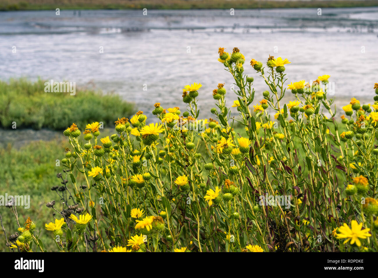 Marsh Gumplant (Grindelia stricta) wildflowers blooming on the shores of San Francisco bay, Mountain View, California Stock Photo