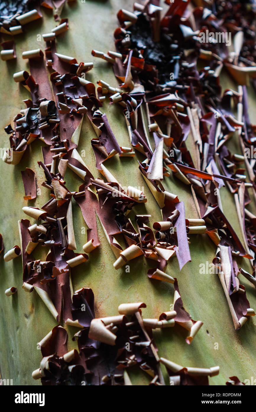 Close up of peeling Madrone (Arbutus menziesii) bark, California Stock