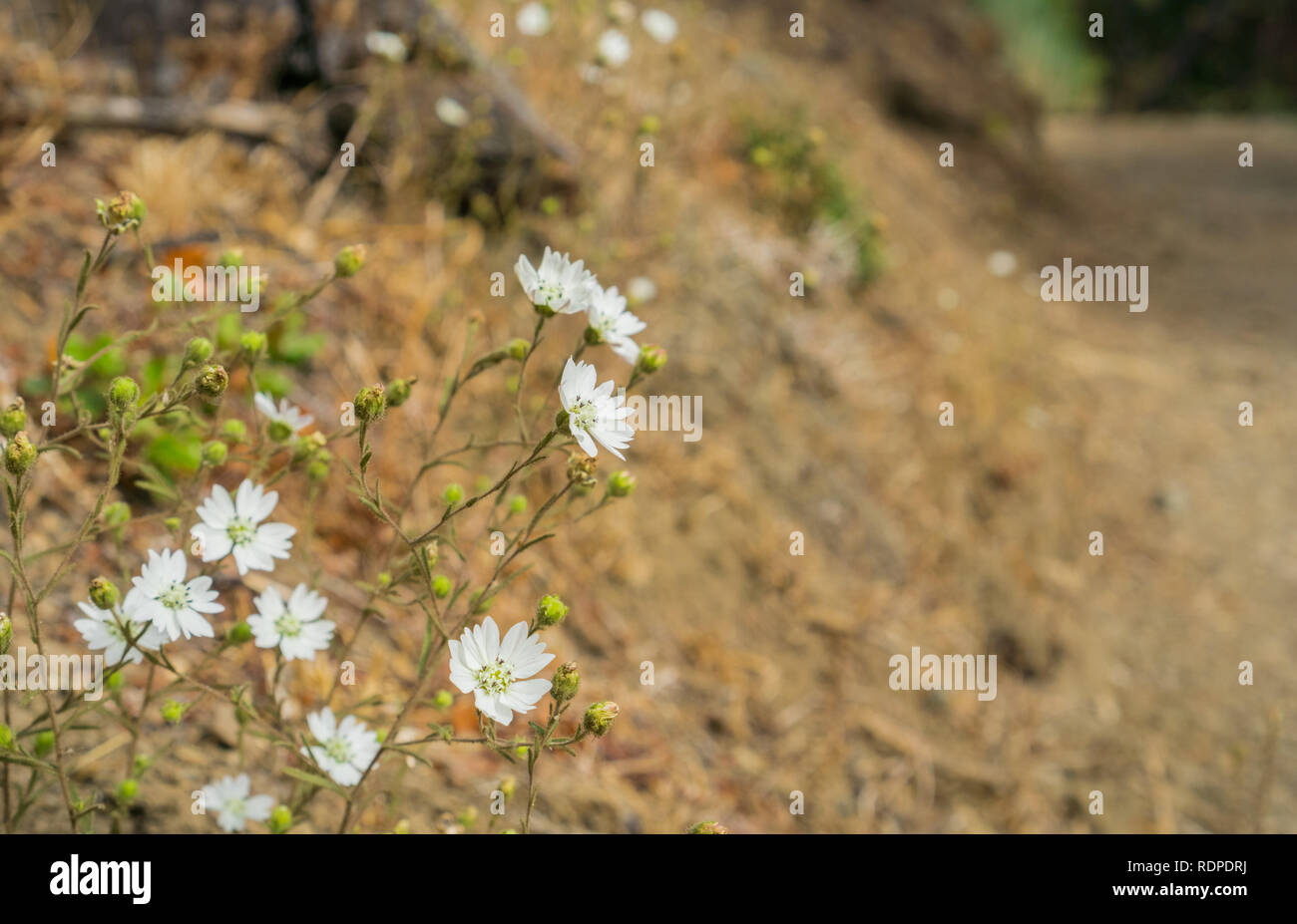 Hayfield Tarweed (Hemizonia congesta) wildflowers growing along a trail, California Stock Photo