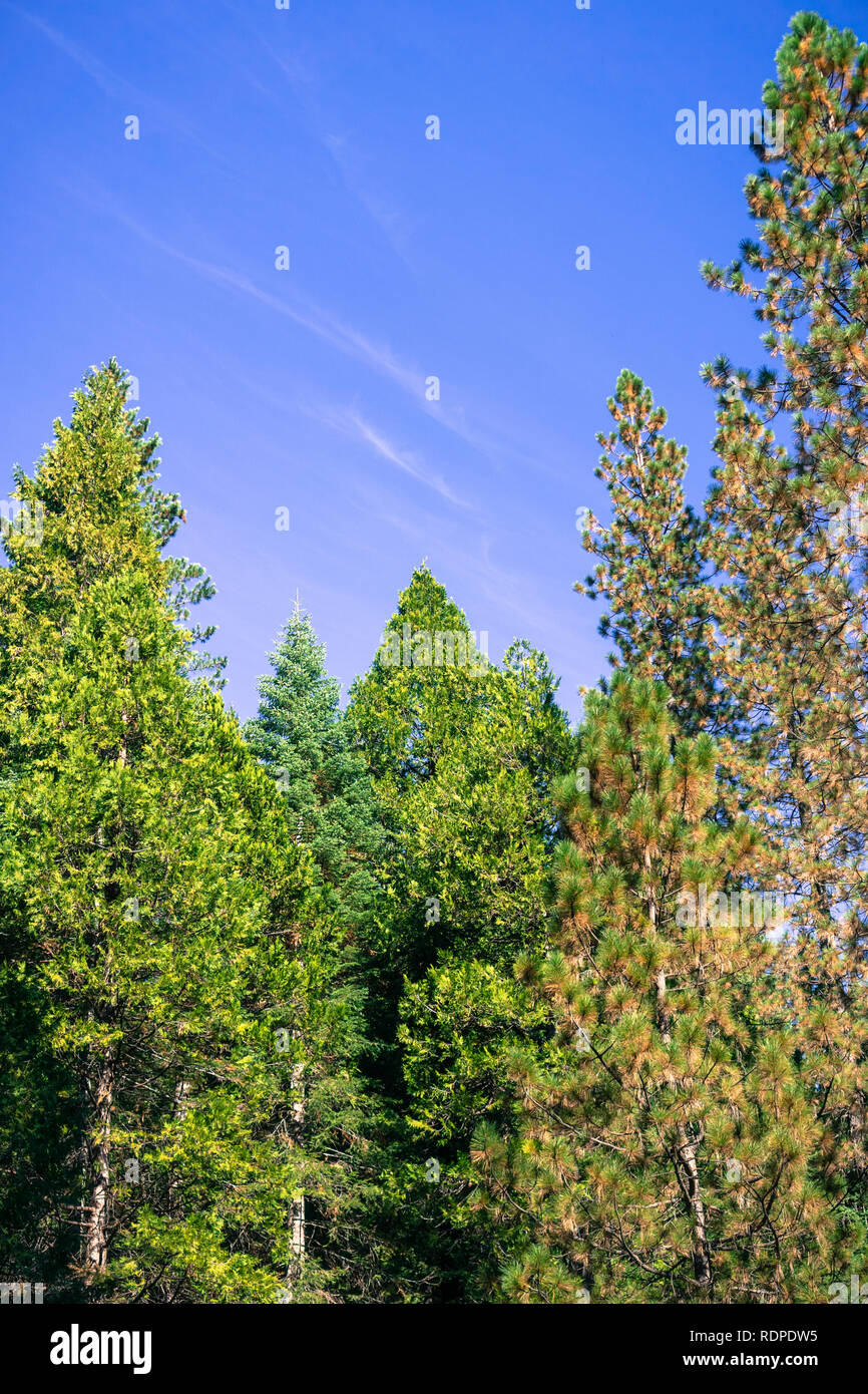 Evergreen forest made out of fir, pine and cedar trees in a clear