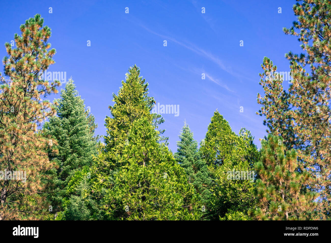 Evergreen forest made out of fir, pine and cedar trees in a clear