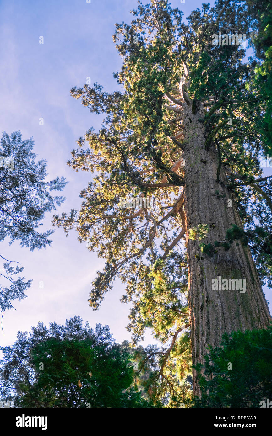 Sequoia tree crown rising above the forest canopy, Calaveras Big Trees State Park, California Stock Photo