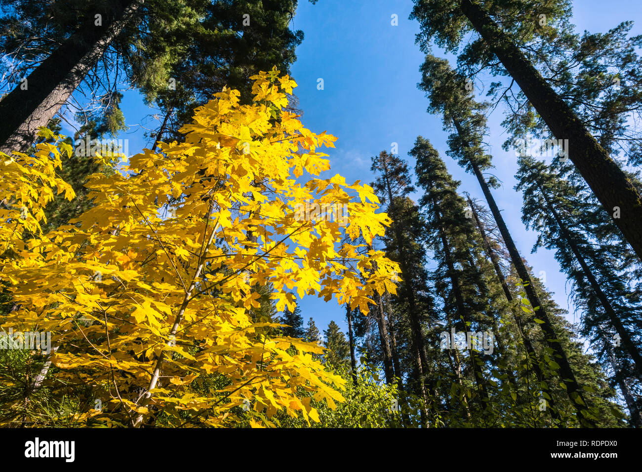 Golden Big leaf maple tree (Acer macrophyllum) foliage, Calaveras Big